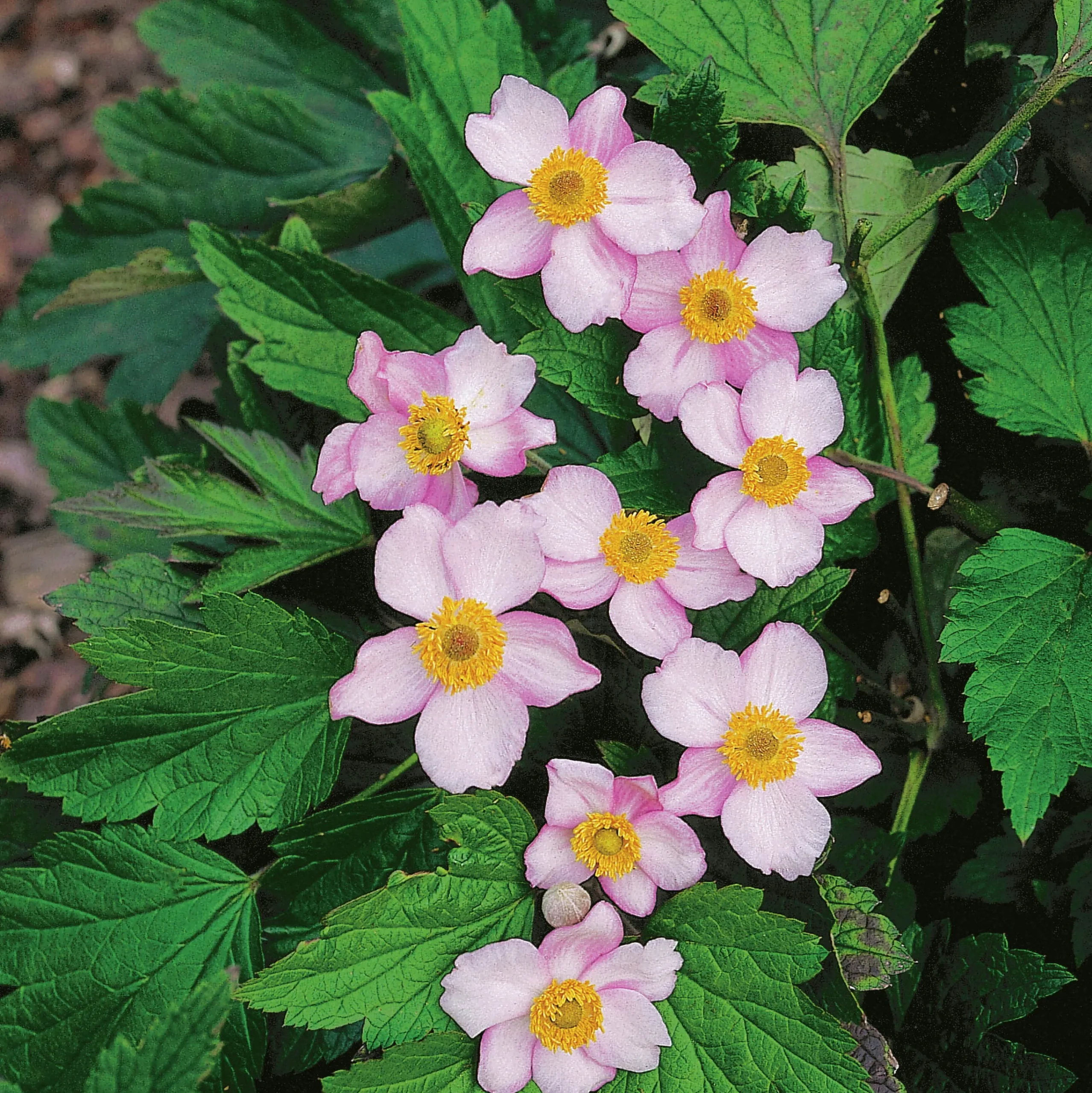 Höstanemon 'Robustissima' 2L>Omnia garden Discount