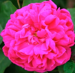 Höstdamascenerros 'Rose de Rescht' Barrotad><noscript><img width=