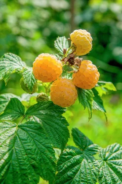 Hösthallon 'Fallgold'>Omnia garden