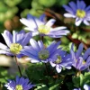 Höstlök Balkansippa Blue Shades>Nelson Garden Hot