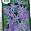 Höstlök Berglilja Blåviolett>Nelson Garden Discount