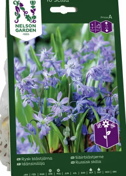 Höstlök Blåstjärna Rysk Blå>Nelson Garden Online
