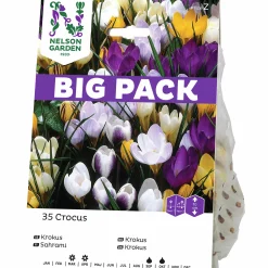 Höstlök Botanisk Krokus Mixfärger BigPack>Nelson Garden Discount