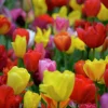 Höstlök Darwintulpan Mix>Nelson Garden Discount