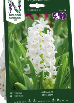 Höstlök Hyacint Carnegie>Nelson Garden New