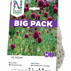 Höstlök Klotlök Violett Big Pack>Nelson Garden