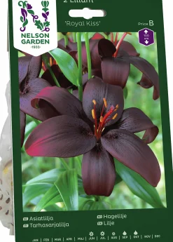 Höstlök Lilja Asiatisk Royal Kiss>Nelson Garden Best