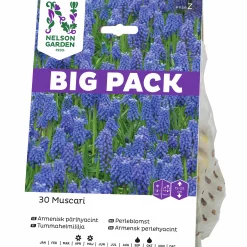 Höstlök Pärlhyacint Armenisk Big Pack Blå>Nelson Garden Sale
