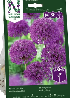 Höstlök Purpurlök Purple Sensation>Nelson Garden Hot