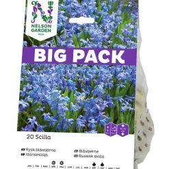 Höstlök Rysk Blåstjärna Big Pack>Nelson Garden