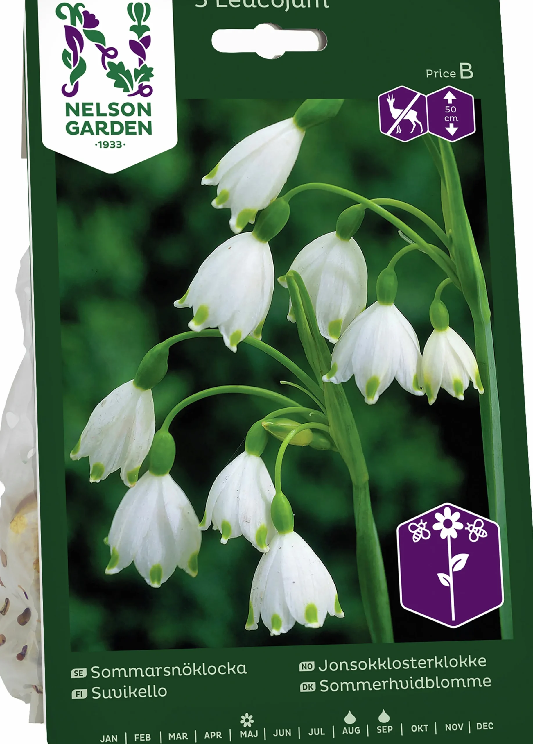 Höstlök Sommarsnöklocka>Nelson Garden