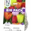 Höstlök Triumftulpan Mix färg Big Pack>Nelson Garden Hot