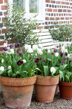 Höstlök Tulpan Fritillaria Lovely Match Chess>Nelson Garden