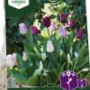 Höstlök Tulpan Muscari Classic>Nelson Garden Sale