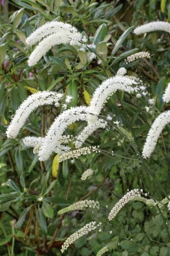 Höstsilverax 'Brunette' 2L>Omnia garden Hot