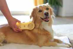 Hundborste Golden><noscript><img width=