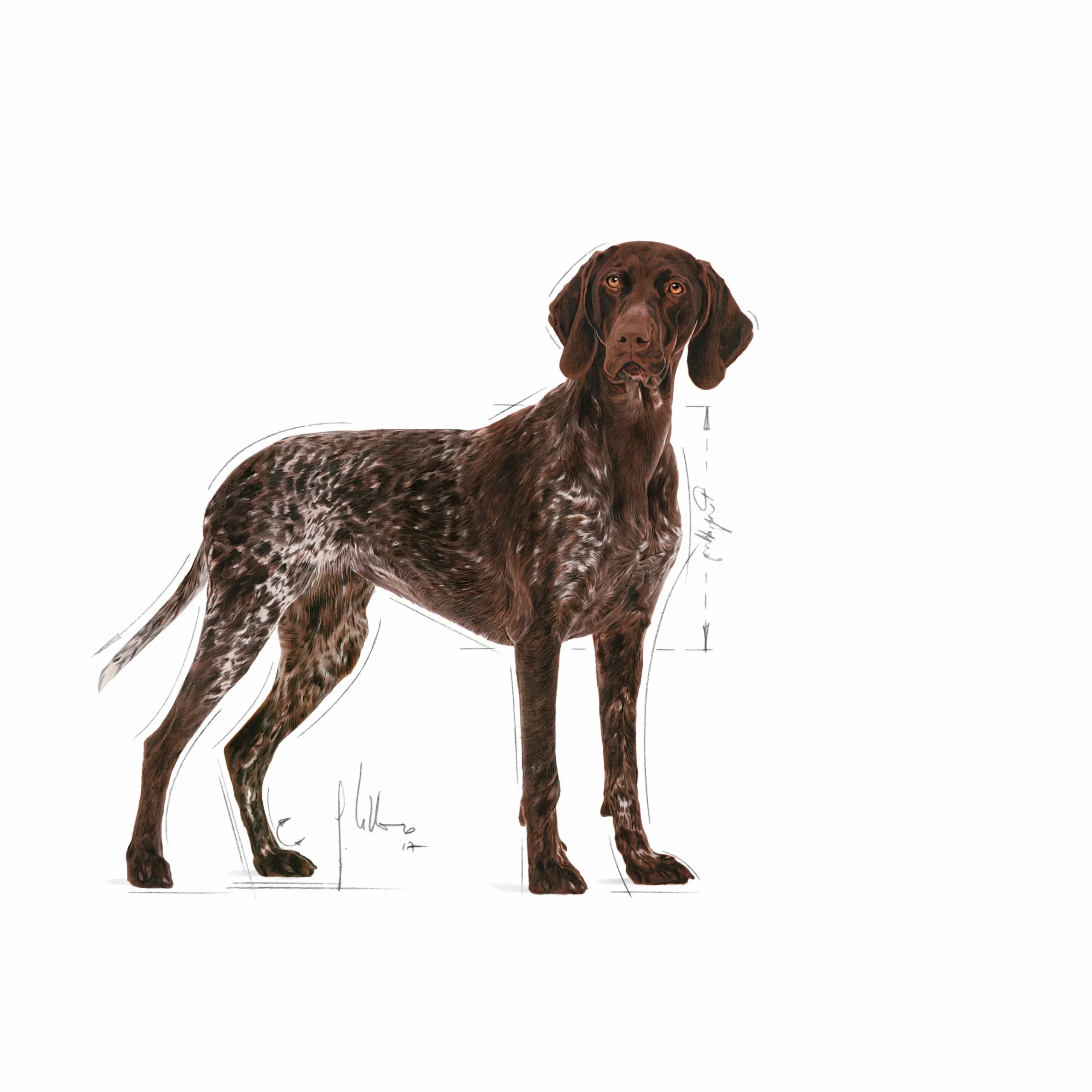 Hundfoder Maxi Digestive Care 12kg>Royal Canin Clearance