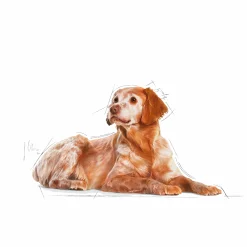 Hundfoder Medium Ageing 10+ 15kg><noscript><img width=