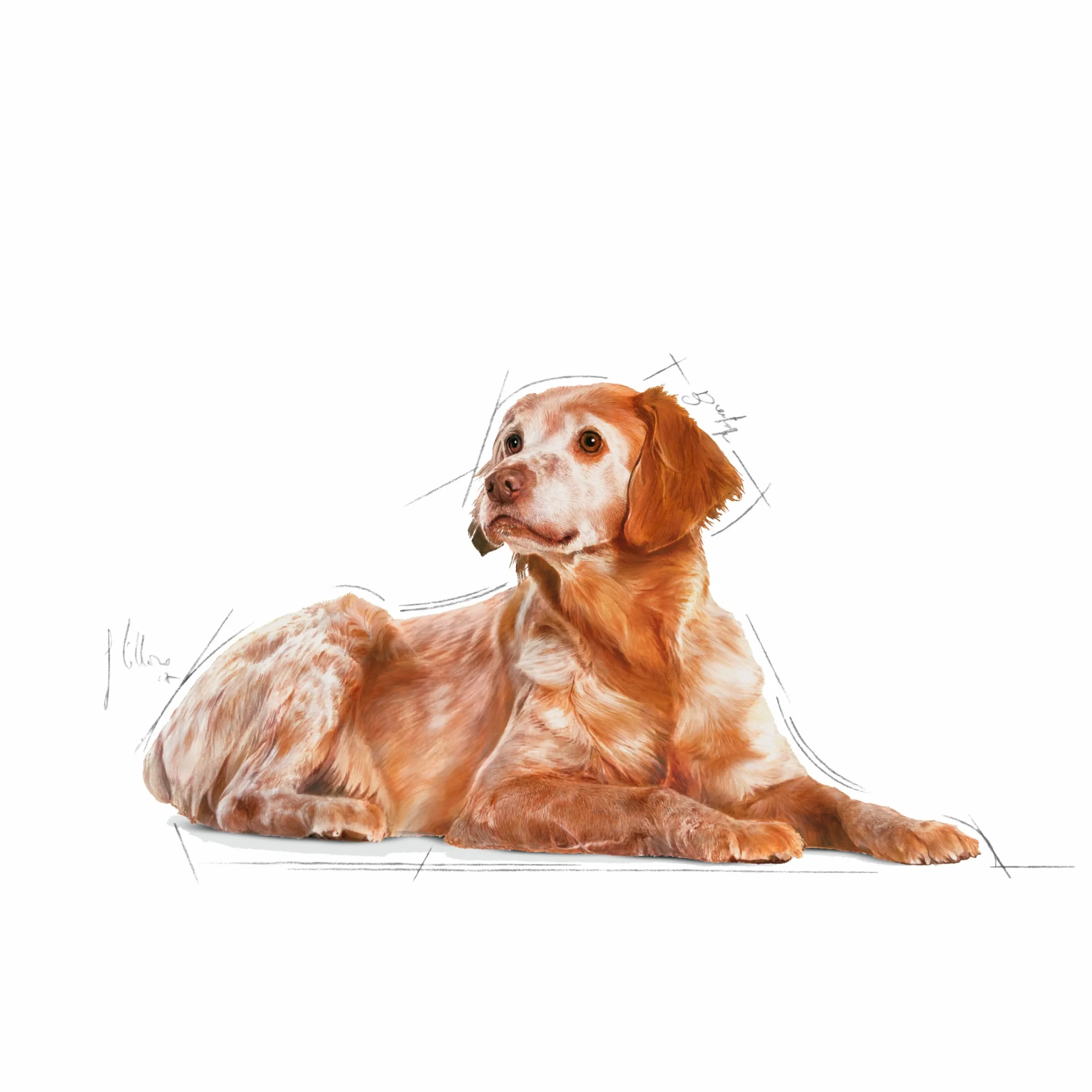 Hundfoder Medium Ageing 10+ 15kg>Royal Canin Hot