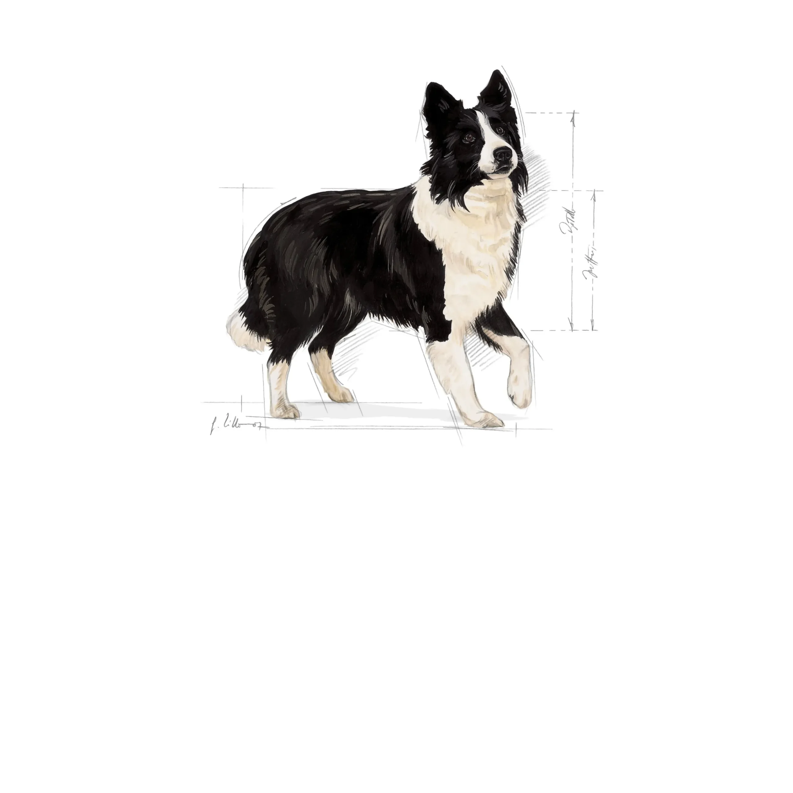 Hundfoder Medium Digestive Care 12kg>Royal Canin Outlet