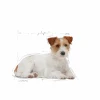 Hundfoder Mini Ageing 12+ 1,5kg>Royal Canin Hot