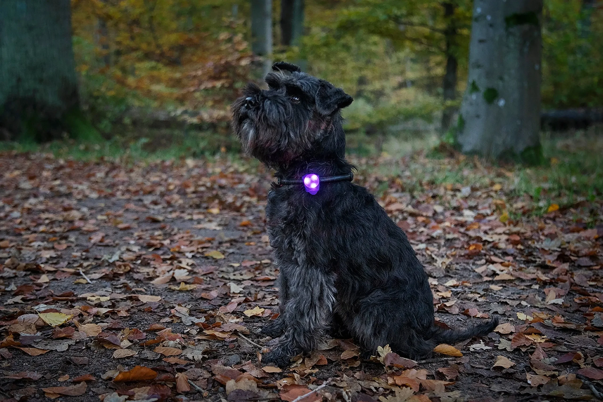 Hundlampa Basic LED>Dogman Online