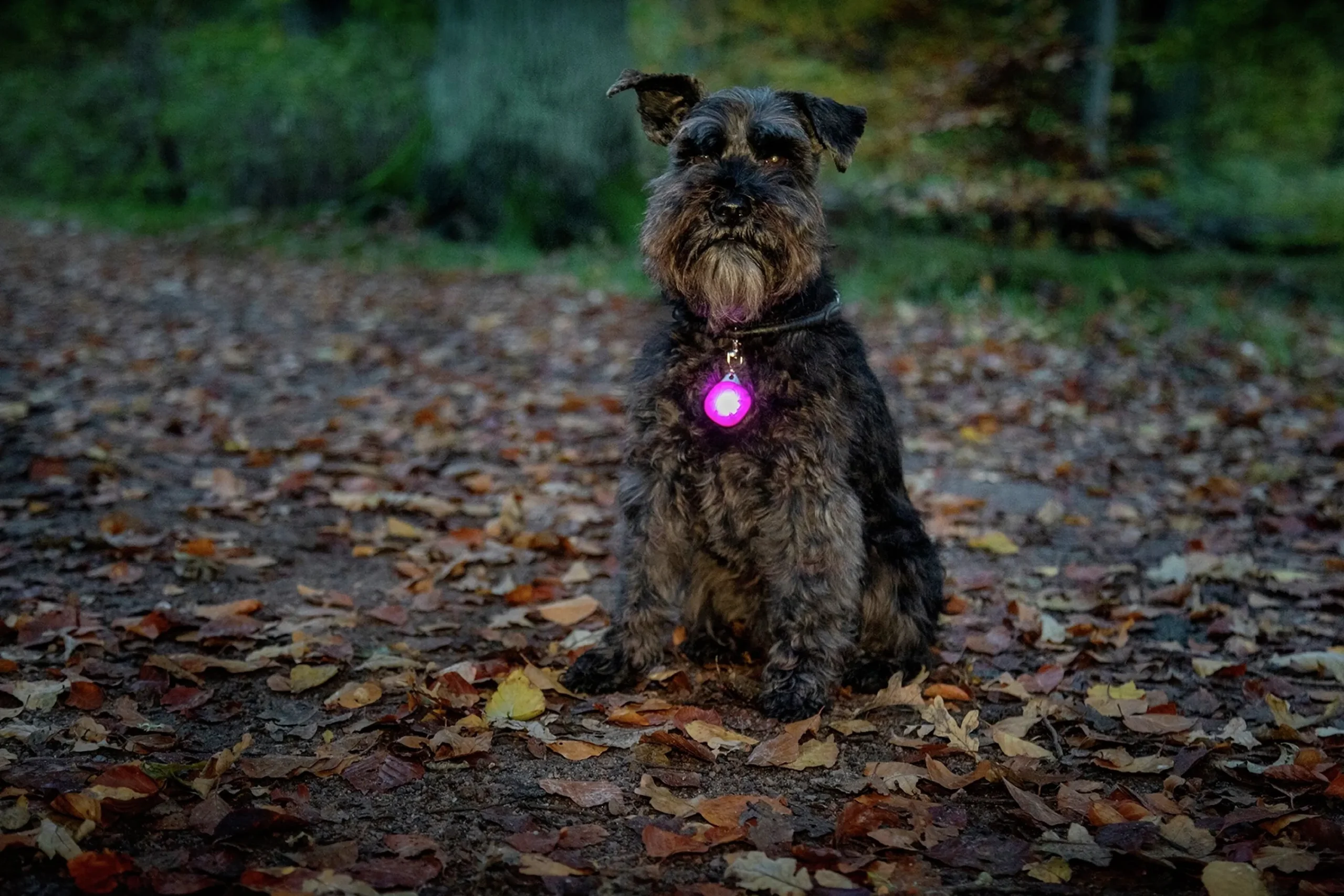 Hundlampa Burger LED>Dogman New