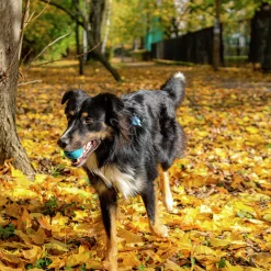 Hundleksak ll Aktiveringsboll Snacks Jumbo><noscript><img width=