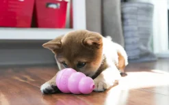 Hundleksak Puppy Blandade färger M>Kong Discount