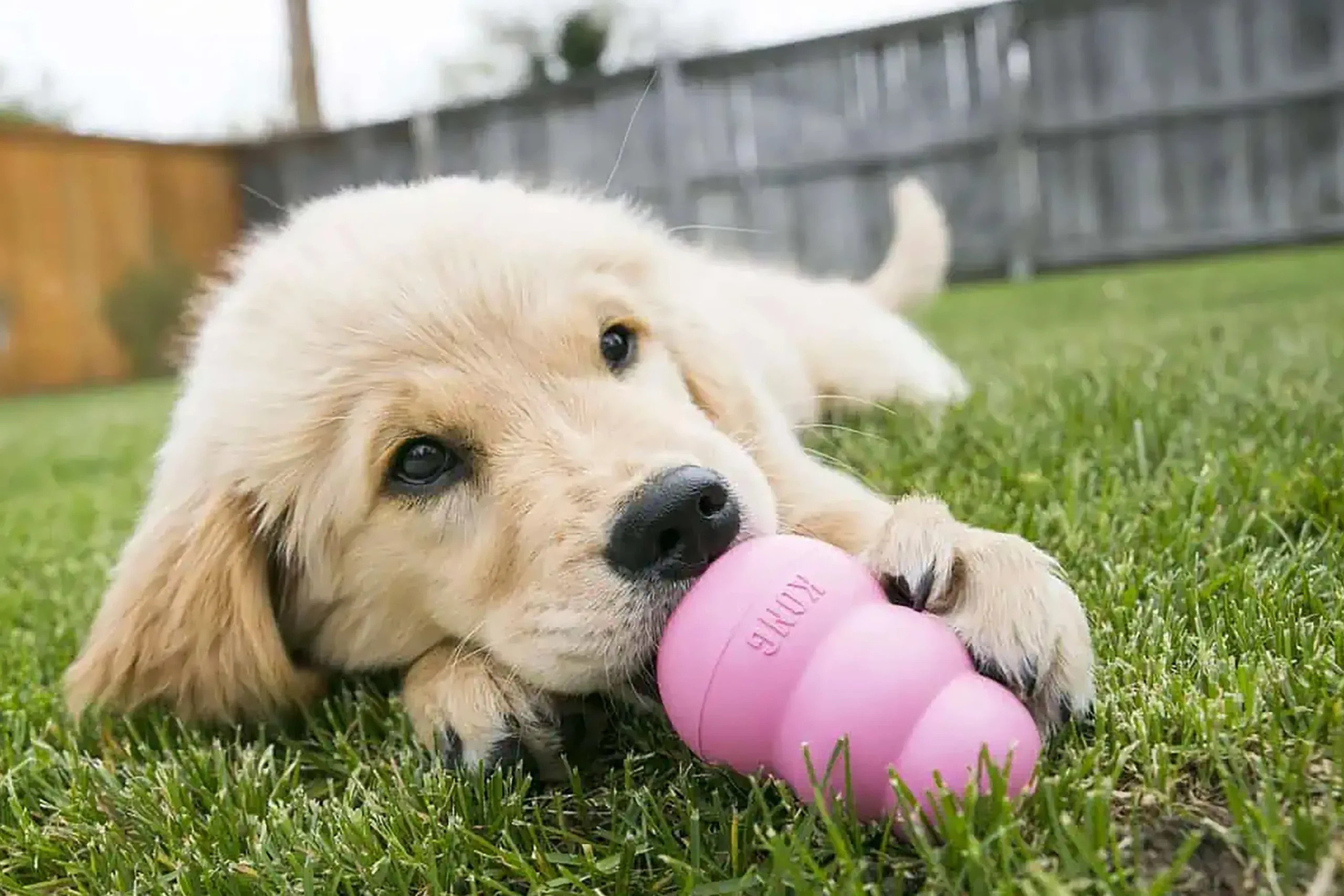 Hundleksak Puppy Blandade färger S>Kong Best