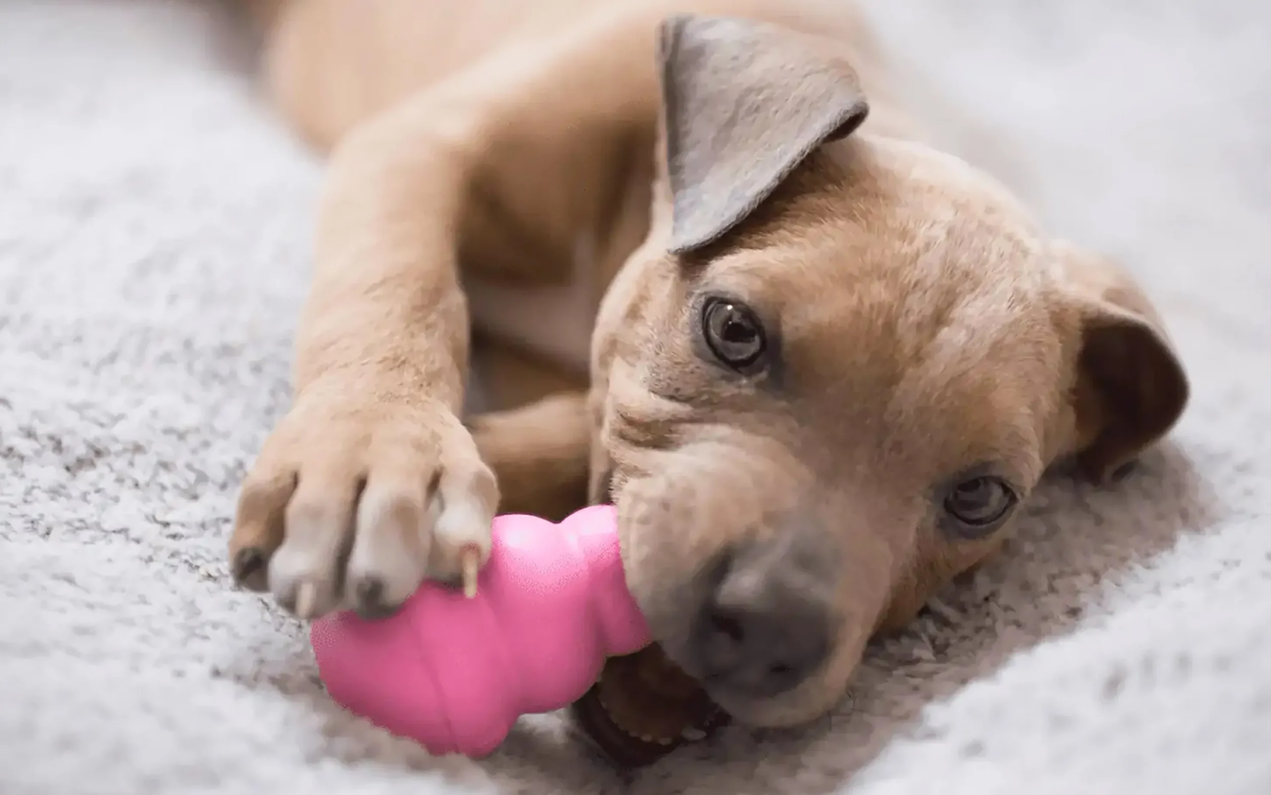Hundleksak Puppy Blandade färger S>Kong Best