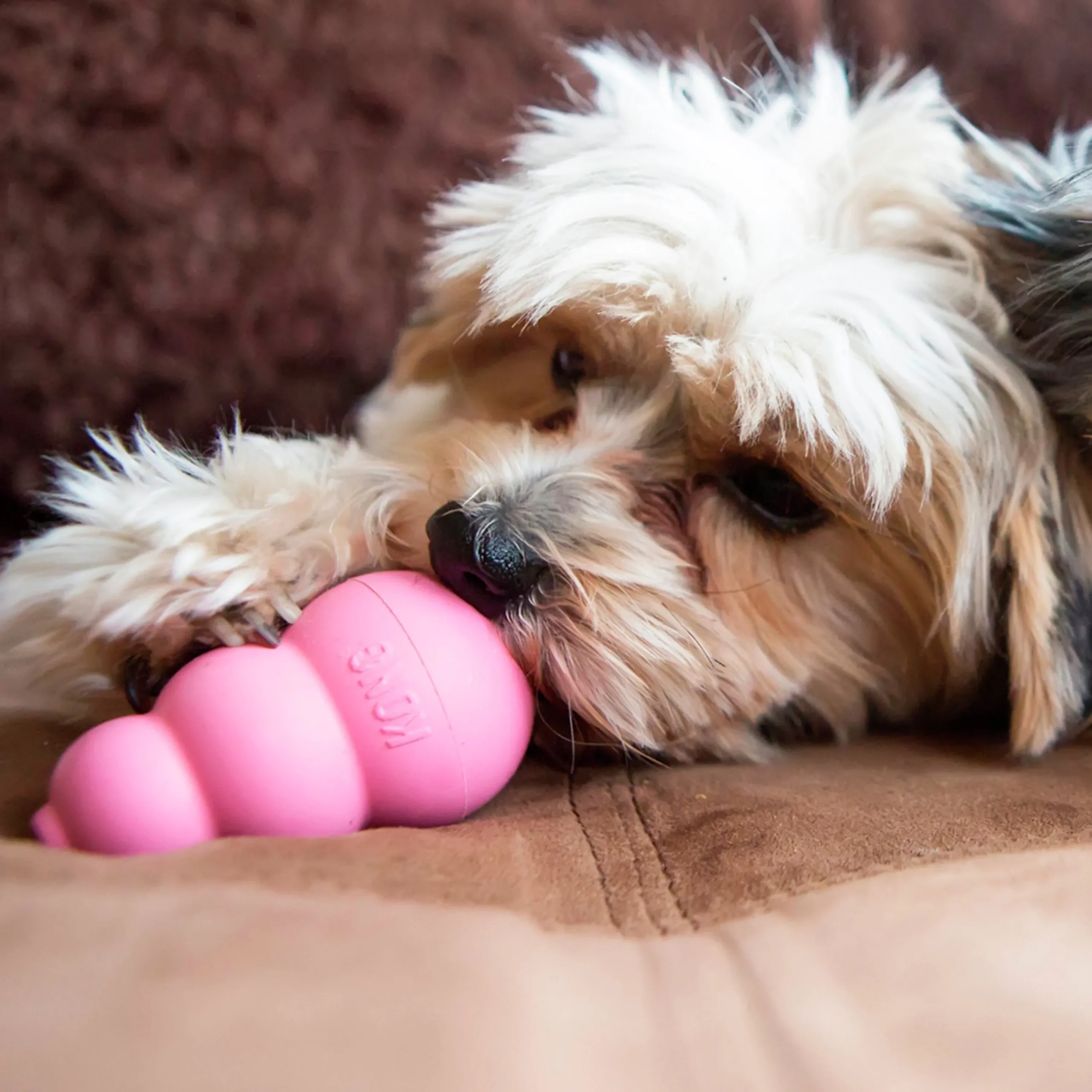 Hundleksak Puppy Blandade färger S>Kong Best