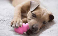 Hundleksak Puppy Blandade färger L><noscript><img width=