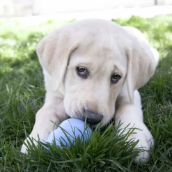 Hundleksak Puppy Blandade färger L><noscript><img width=