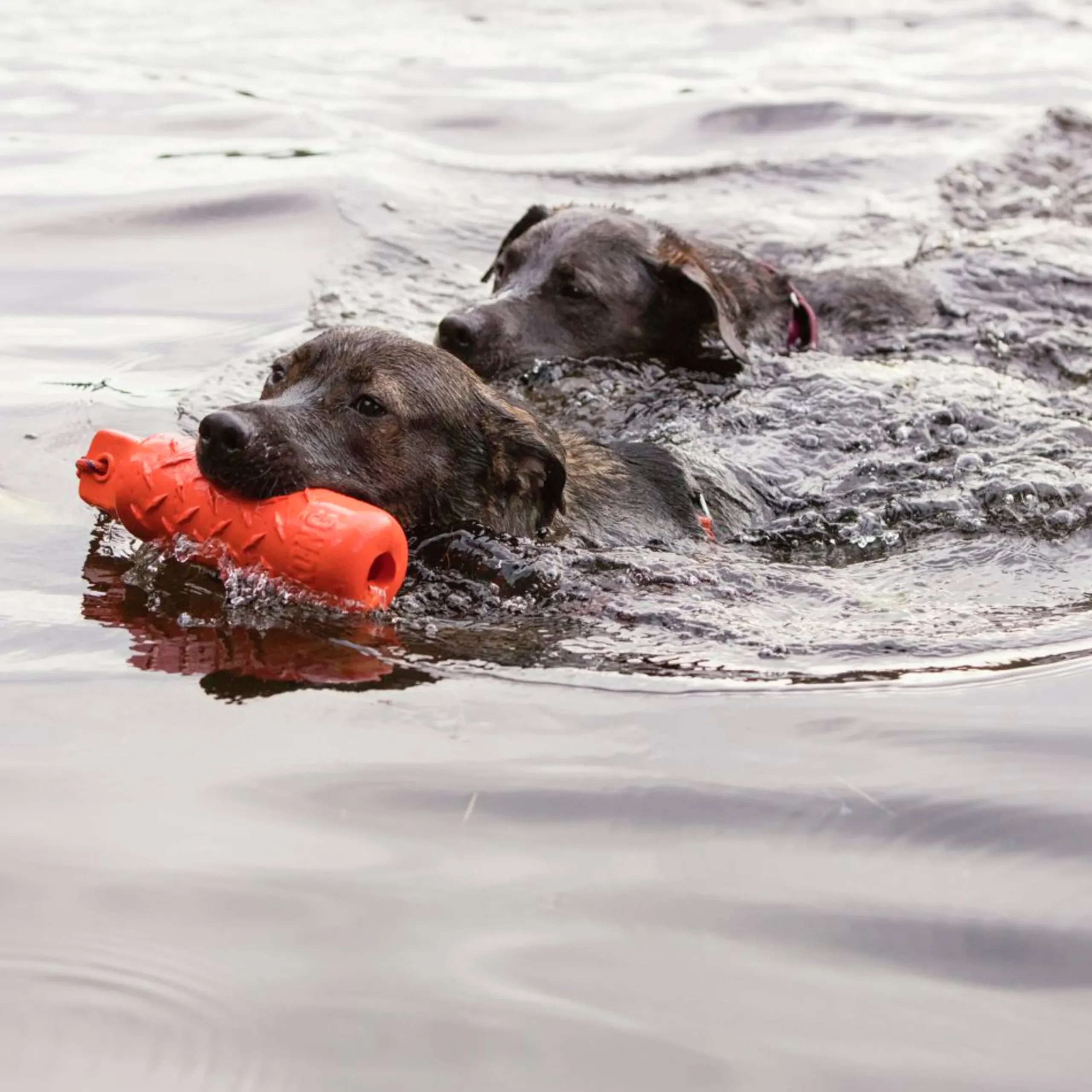 Hundleksak Training Dummy Orange L>Kong Online