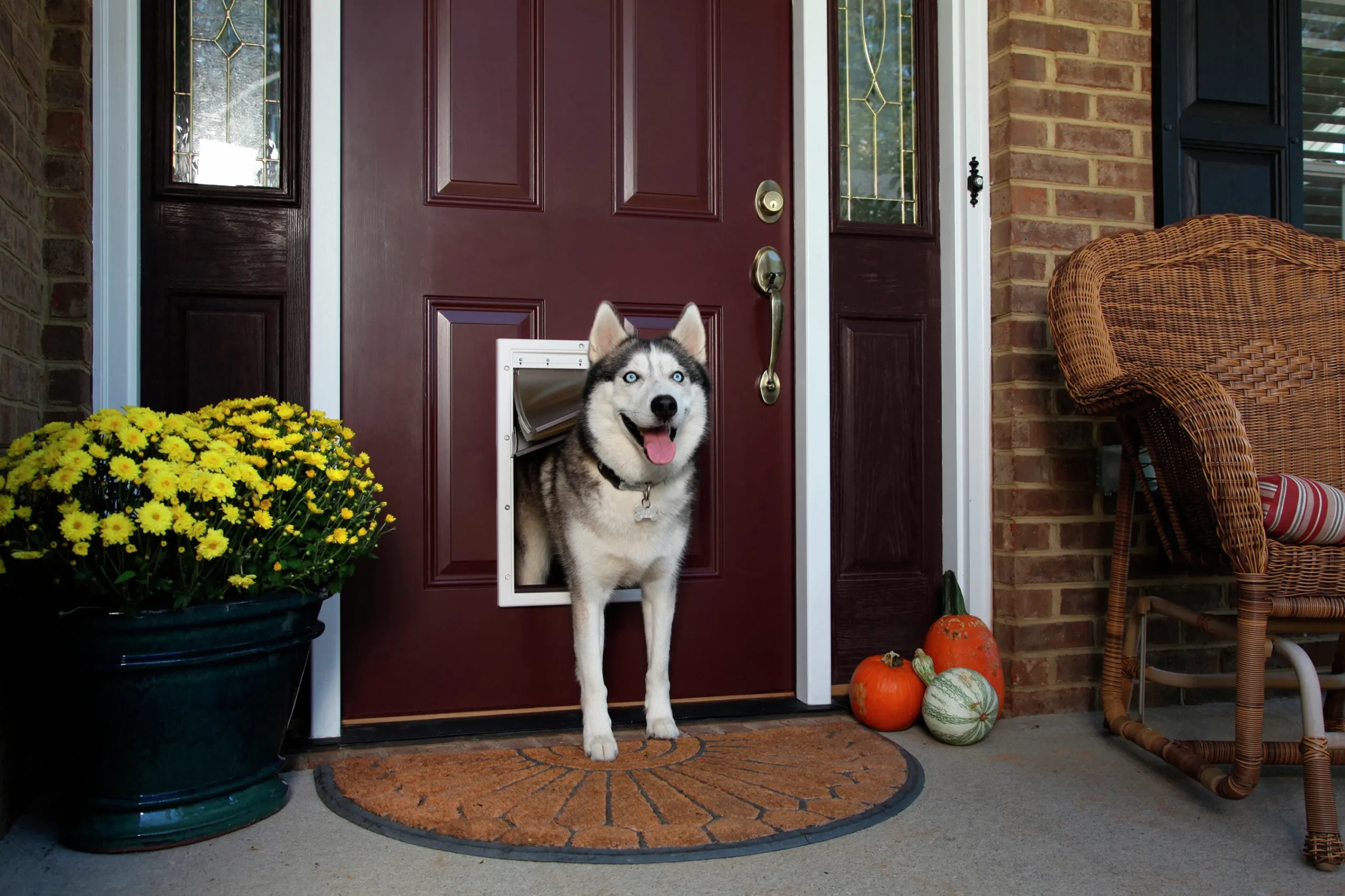 Hundlucka Extreme Weather Vit L>Petsafe Outlet