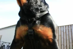 Hundsele H-sele Iris Ställbar>Dogman Hot