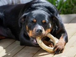 Hundtugg Tuggring Pressad Natur L 15cm><noscript><img width=