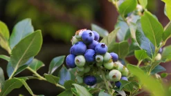Hybridblåbär 'Northblue'>Omnia garden New