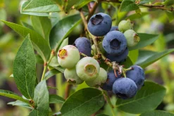 Hybridblåbär 'Putte'>Omnia garden Best