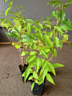 Hybridforsythia 'Freja' Certifierad Krukodlad>Omnia garden Sale