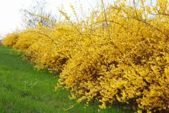 Hybridforsythia 'Freja' Certifierad Krukodlad>Omnia garden Sale