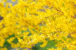 Hybridforsythia 'Freja' Certifierad Krukodlad><noscript><img width=