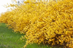 Hybridforsythia 'Freja' Certifierad Krukodlad><noscript><img width=