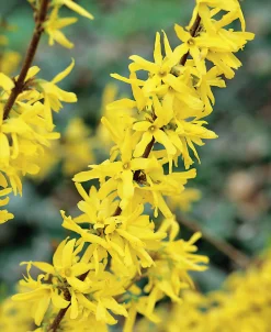 Hybridforsythia 'Lynwood Gold' Solitär Krukodlad><noscript><img width=