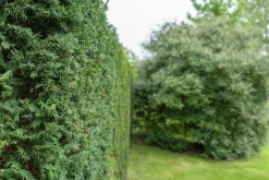 Hybrididegran 'Hicksii' Krukodlad>Omnia garden Clearance