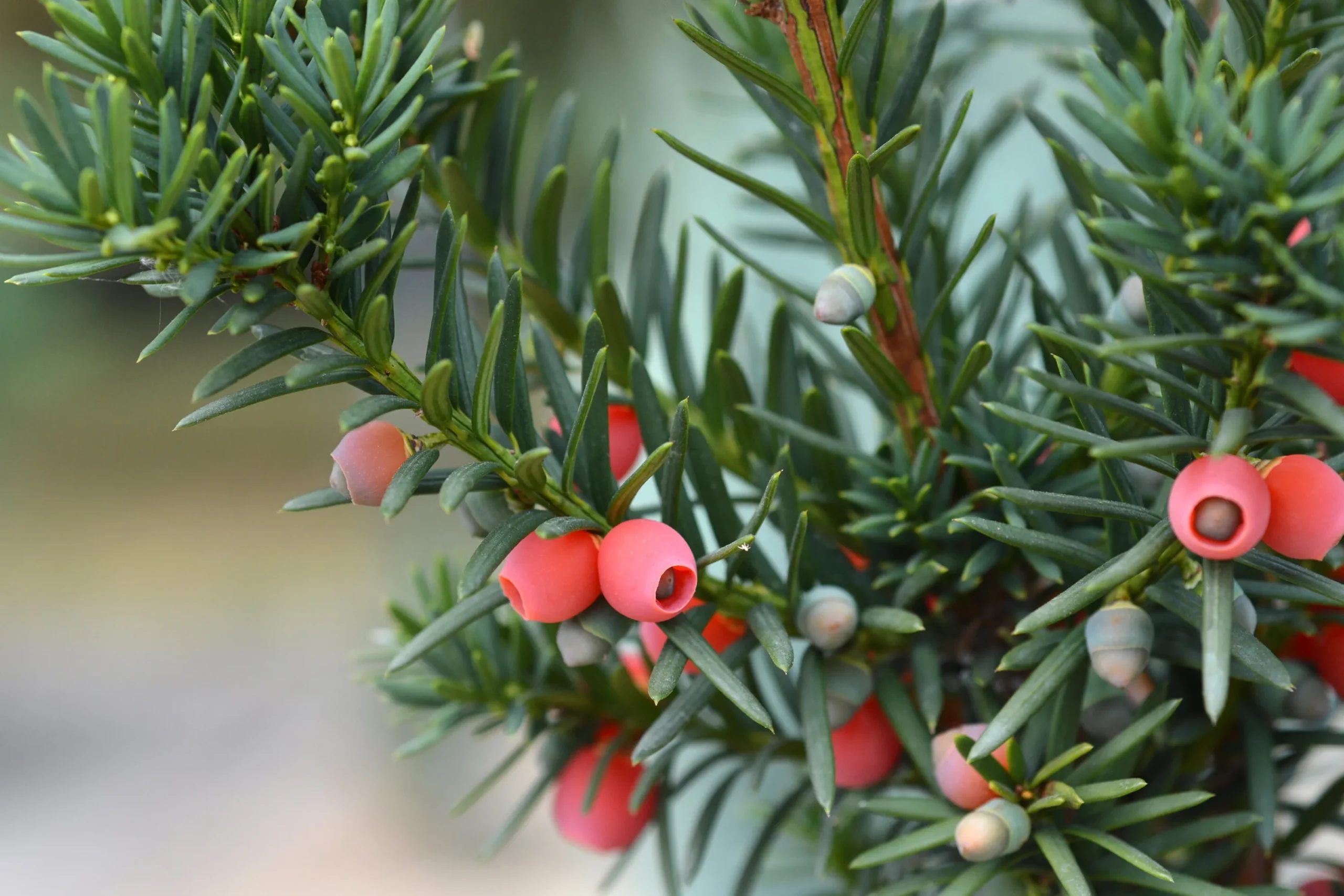 Hybrididegran 'Hicksii' Krukodlad>Omnia garden Clearance