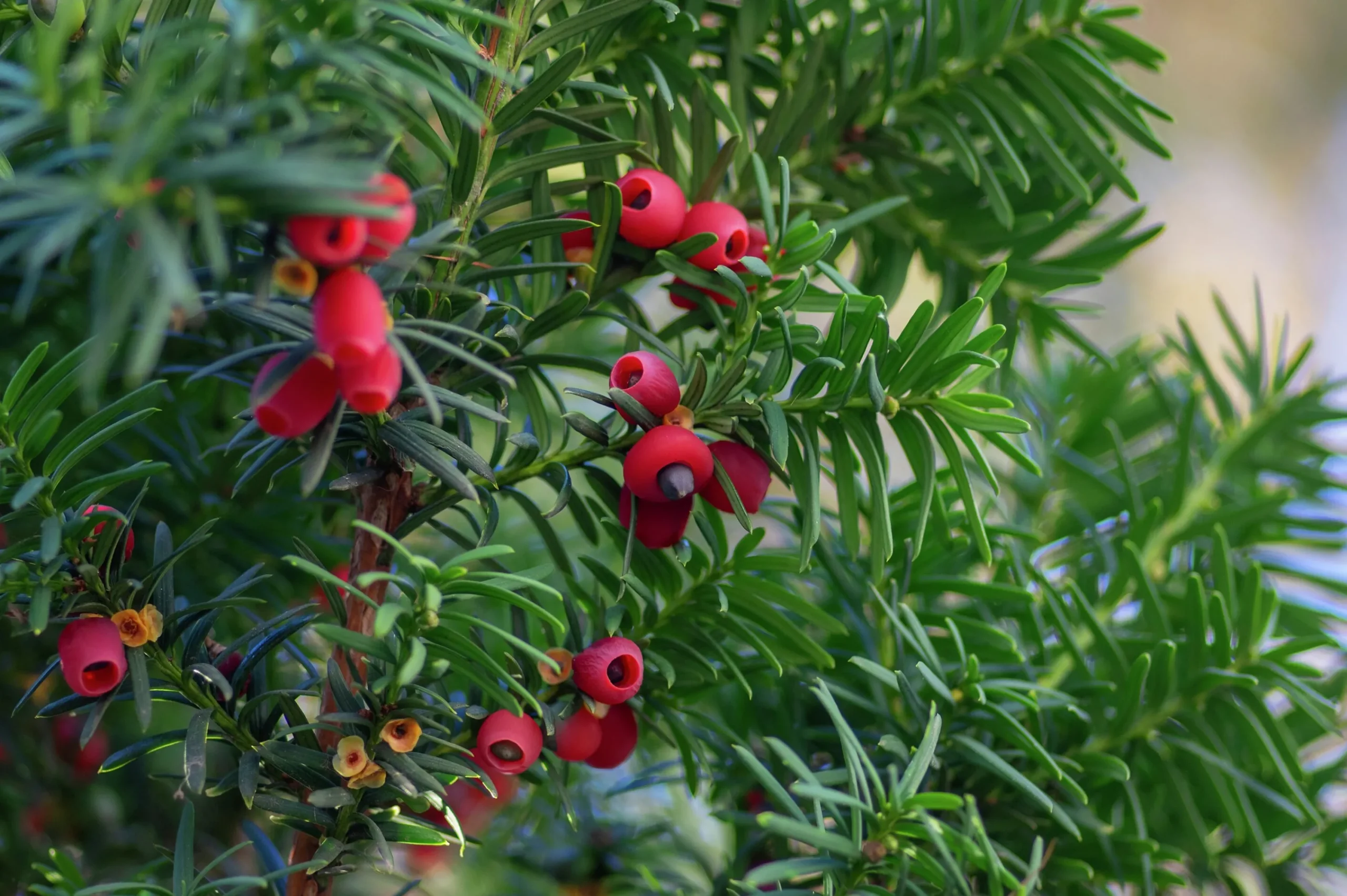 Hybrididegran 'Hicksii' Krukodlad>Omnia garden Clearance