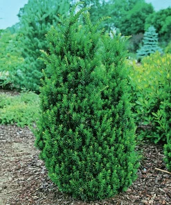 Hybrididegran 'Hillii' Krukodlad>Omnia garden Sale