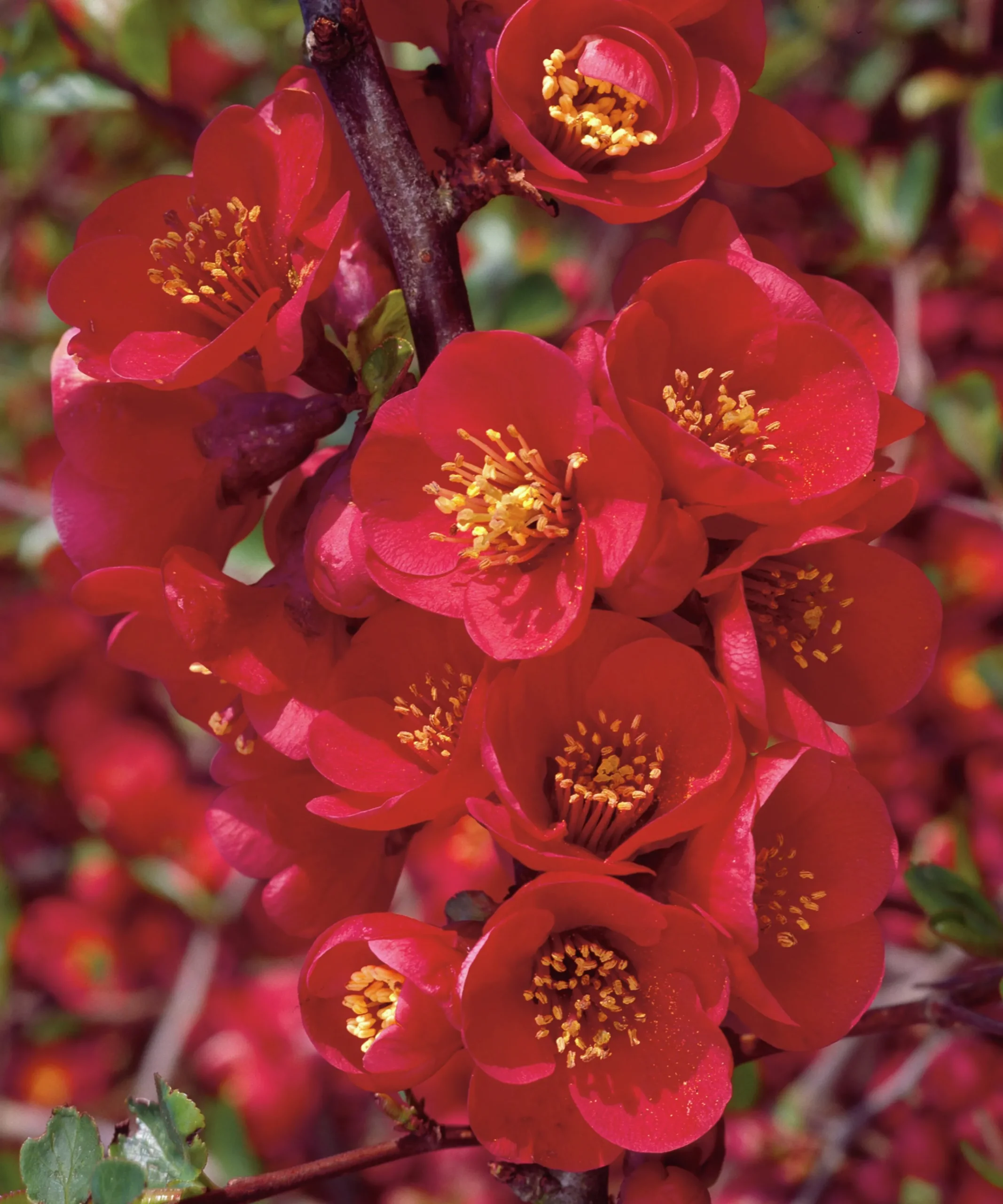 Hybridrosenkvitten 'Nicoline' Krukodlad>Omnia garden